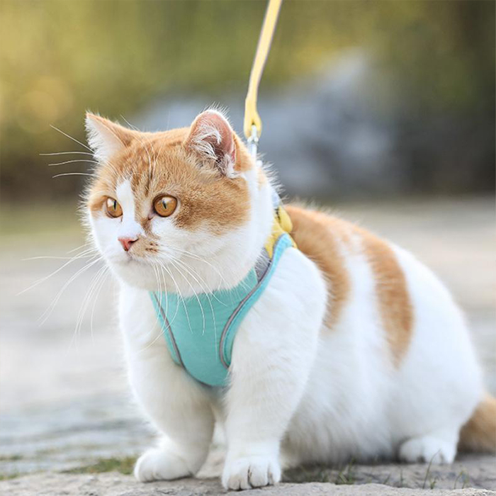 CatVest, postroj s vodítkom pre mačky - Image 6