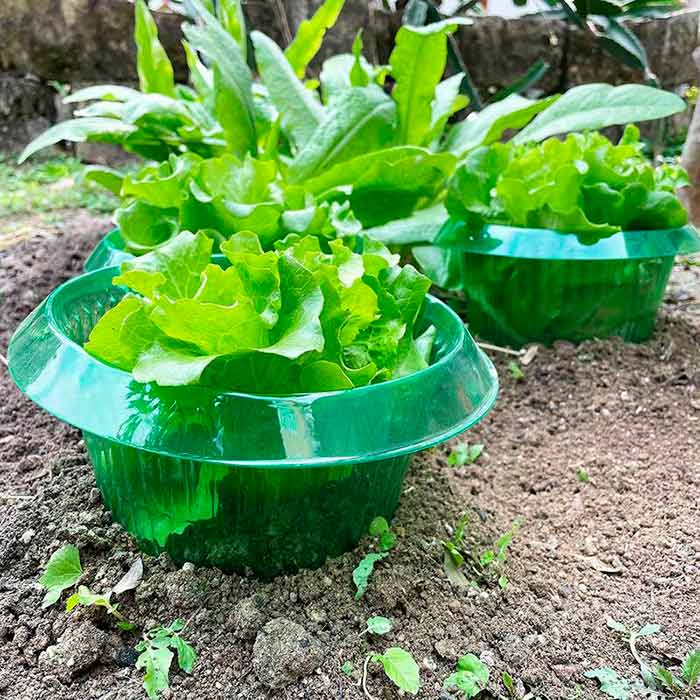 LettuceProtect, ochrana pre šalát a iné plodiny (10 kusov) - Image 4