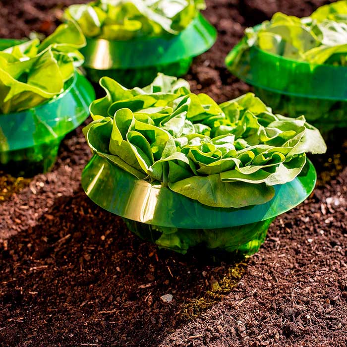 LettuceProtect, ochrana pre šalát a iné plodiny (10 kusov) - Image 5