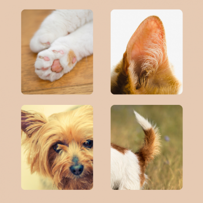 PAWTREAMER, PawPerfect Mini Zastrihávač pre Domáce Zvieratá - Image 2