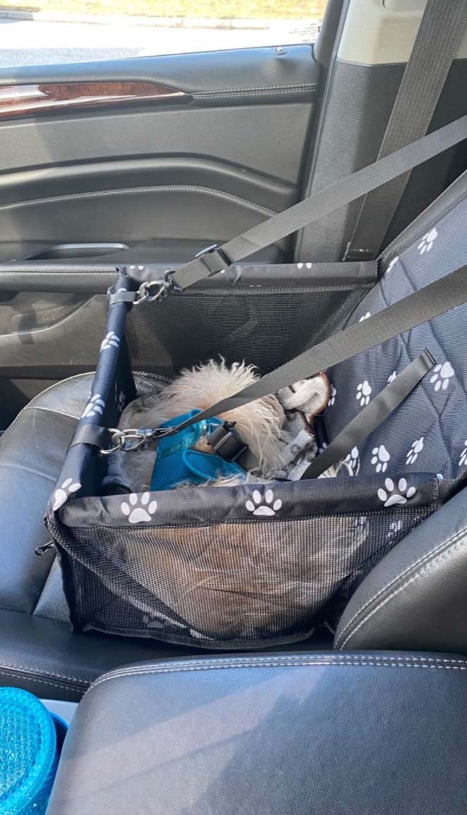 Seat4Dog, sedadlo pre domácich miláčikov - Image 10