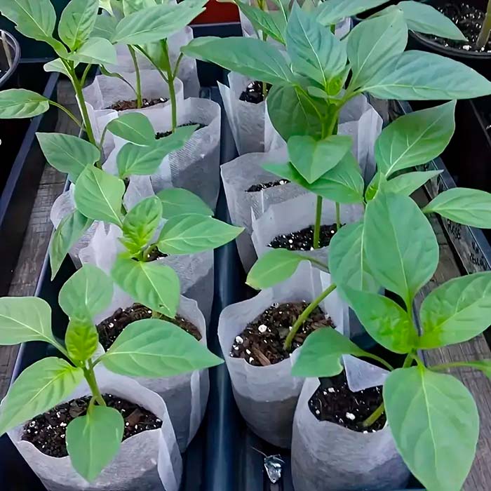 SeedBags, biodegradovateľné vrecúška na sadenie a pestovanie rastlín (100 ks) - Image 3