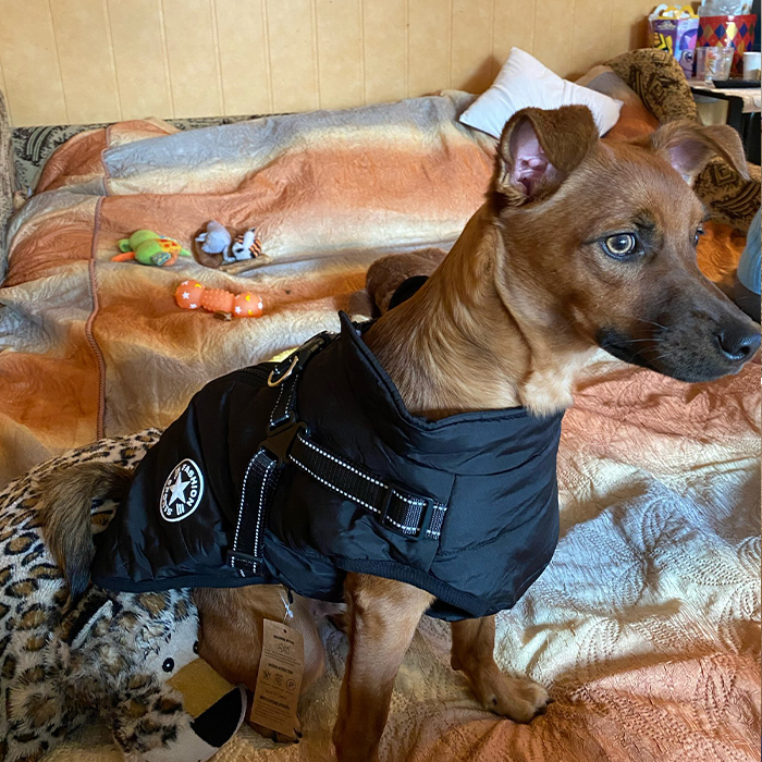 DogJacket, reflexný a nepremokavý zimný kabát pre psov - Image 9